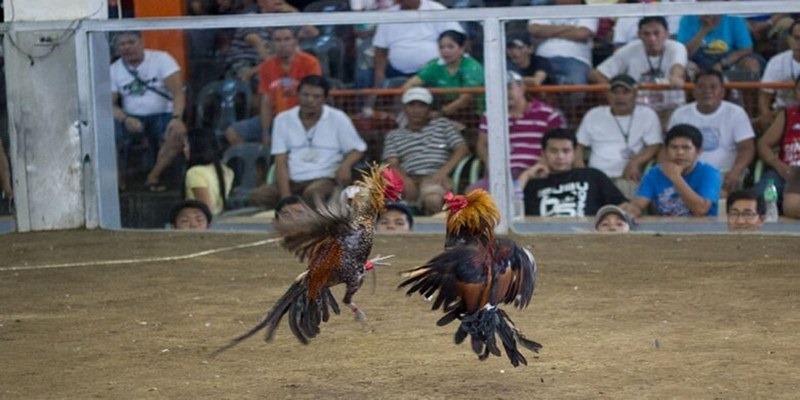 đá gà cựa sắt